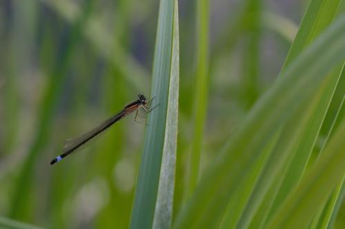 Ischnura elegans